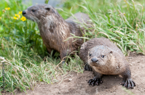 River otters in Yellowstone