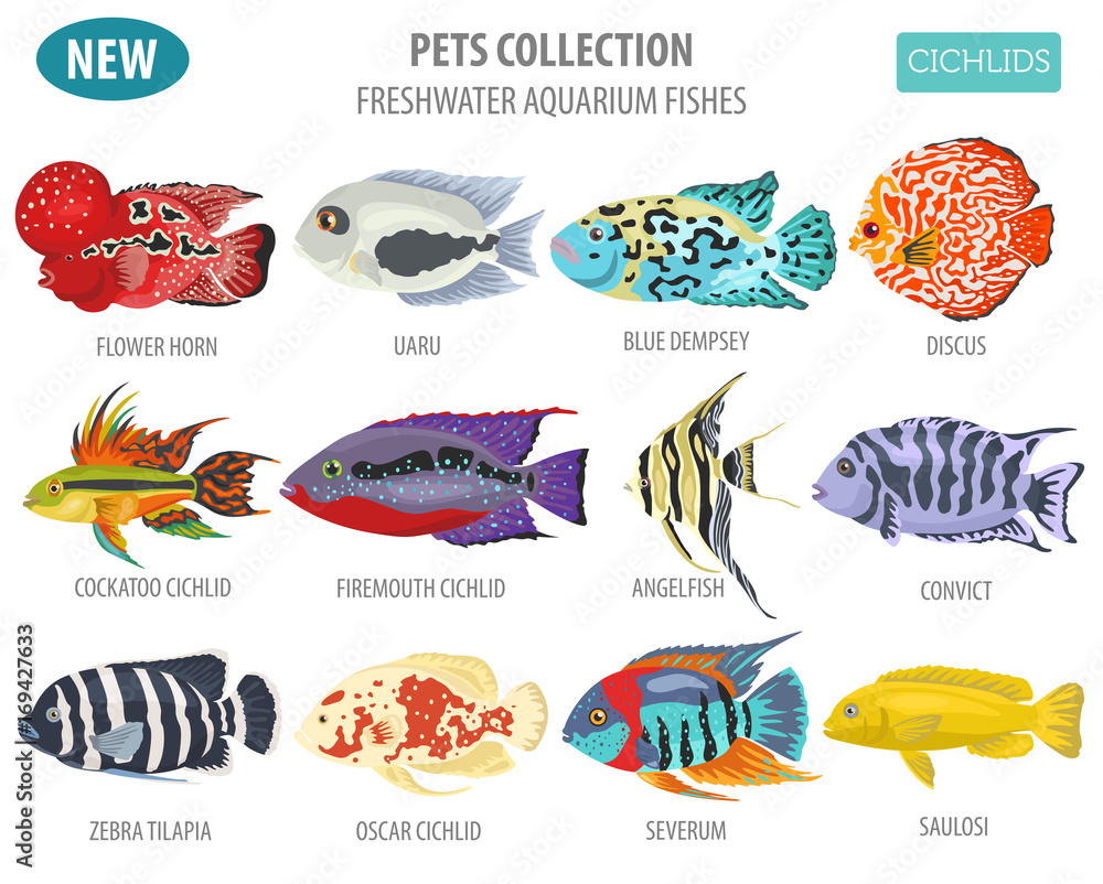 Naklejka premium Freshwater aquarium fishes breeds icon set flat style isolated on white. Cichlids. Create own infographic about pets