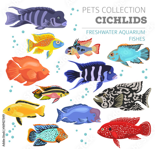 Freshwater aquarium fishes breeds icon set flat style isolated on white. Cichlids. Create own infographic about pets