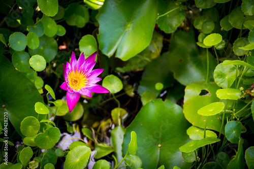 purple lotus on green background