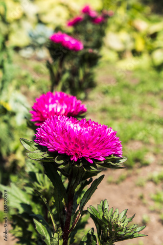 autumn pink flowers in the garden
