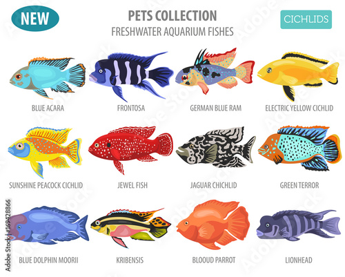Freshwater aquarium fishes breeds icon set flat style isolated on white. Cichlids. Create own infographic about pets