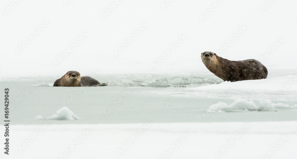 Fototapeta premium River otters in the winter