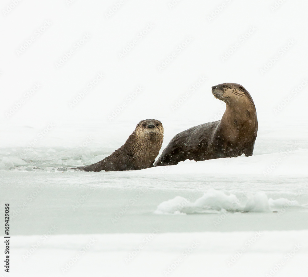 Fototapeta premium River otters in the winter
