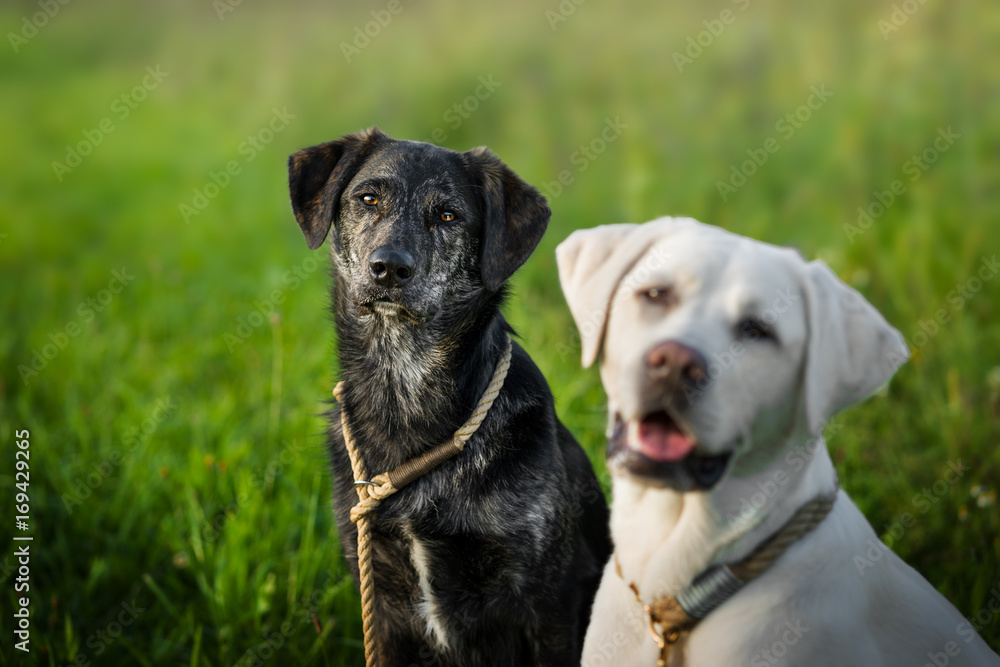 Zwei junge labrador retriever Hunde Welpen auf einer grünen wiese - portrait Zwei junge labrador retriever Hunde Welpen auf einer grünen wiese - portrait