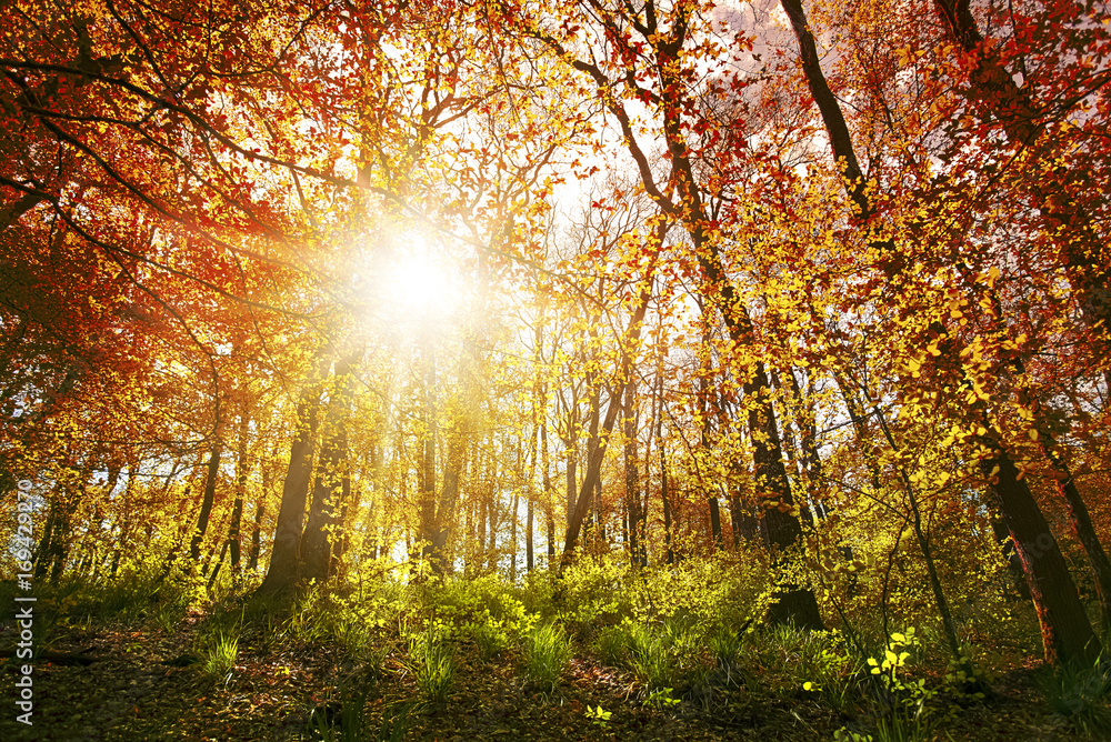 Fototapeta premium Herbstwald