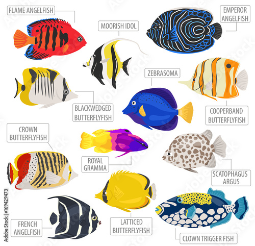 Freshwater aquarium fish breeds icon set flat style isolated on white. Coral reef. Create own infographic about pet