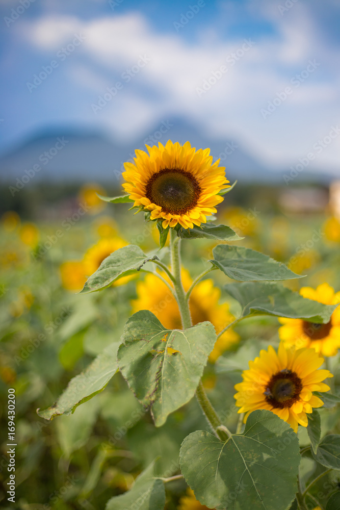 Obraz premium Sonnenblume und blauer Himmel