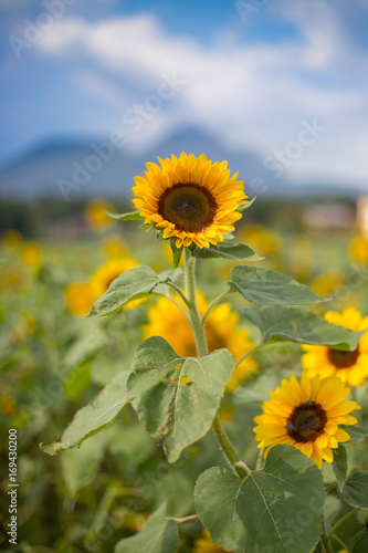 Fototapeta Naklejka Na Ścianę i Meble -  Sonnenblume und blauer Himmel