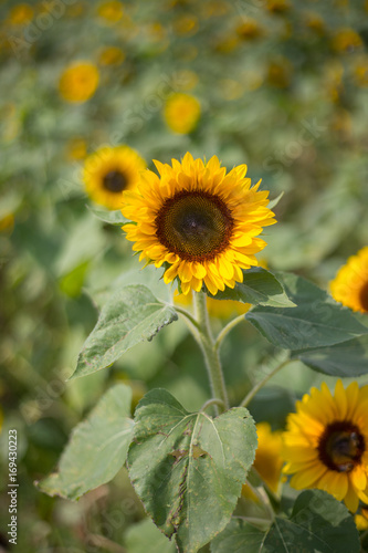 Sonnenblume in Sonnenblumenfeld