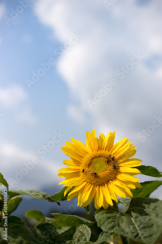 Sonnenblume und Bienen  blauer Himmel 