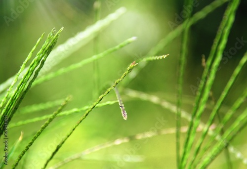 Fresh green grass with leaves and seeds. Abstract summer foliage background in soft focus.