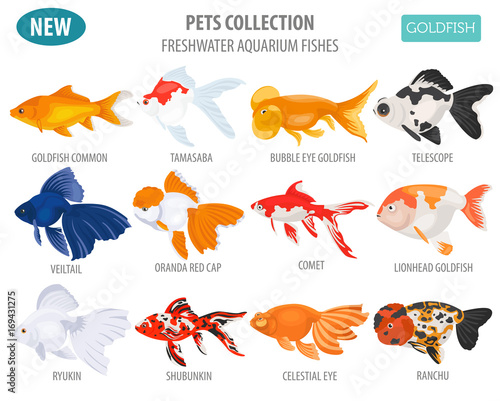 Freshwater aquarium fishes breeds icon set flat style isolated on white. Goldfish. Create own infographic about pets