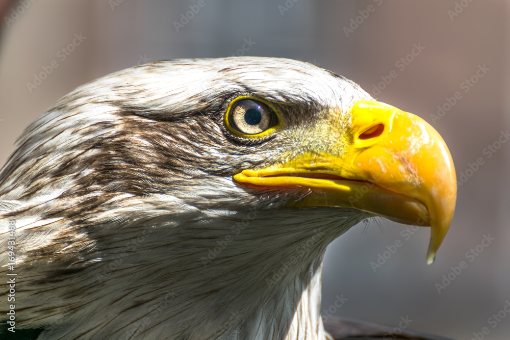 Obraz premium Bald eagle close up, bird of prey