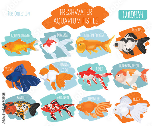 Freshwater aquarium fishes breeds icon set flat style isolated on white. Goldfish. Create own infographic about pets