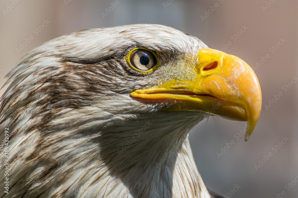 Bald eagle close up, bird of prey