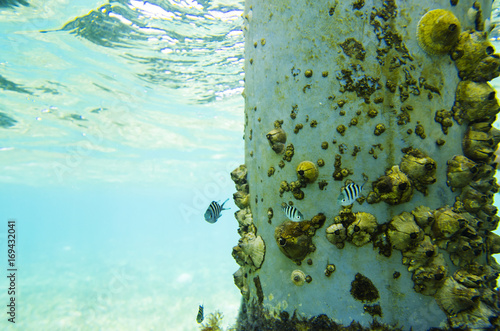 Fish sergeant near the column with seashells