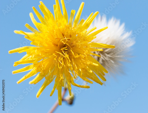 Fototapeta Naklejka Na Ścianę i Meble -  dandelion on a blue background