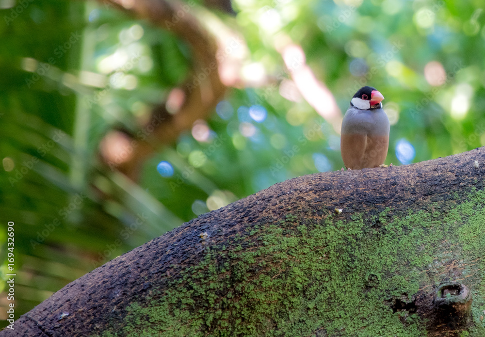 Hawaii bird on branch