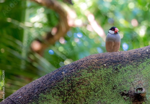 Obraz na płótnie Hawaii bird on branch w salonie