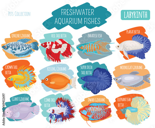 Freshwater aquarium fishes breeds icon set flat style isolated on white. Labyrinth fishes: betta, gourami. Create own infographic about pets
