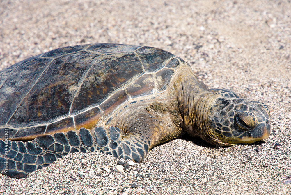 Turtle face on sand