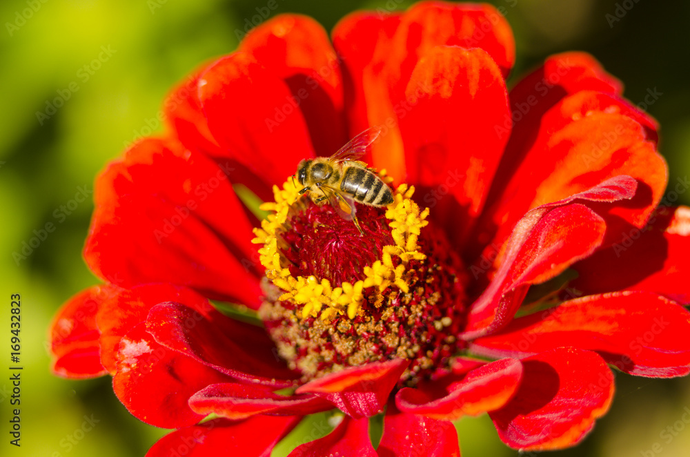 bee on red flower in summer garden bee on red flower in summer garden