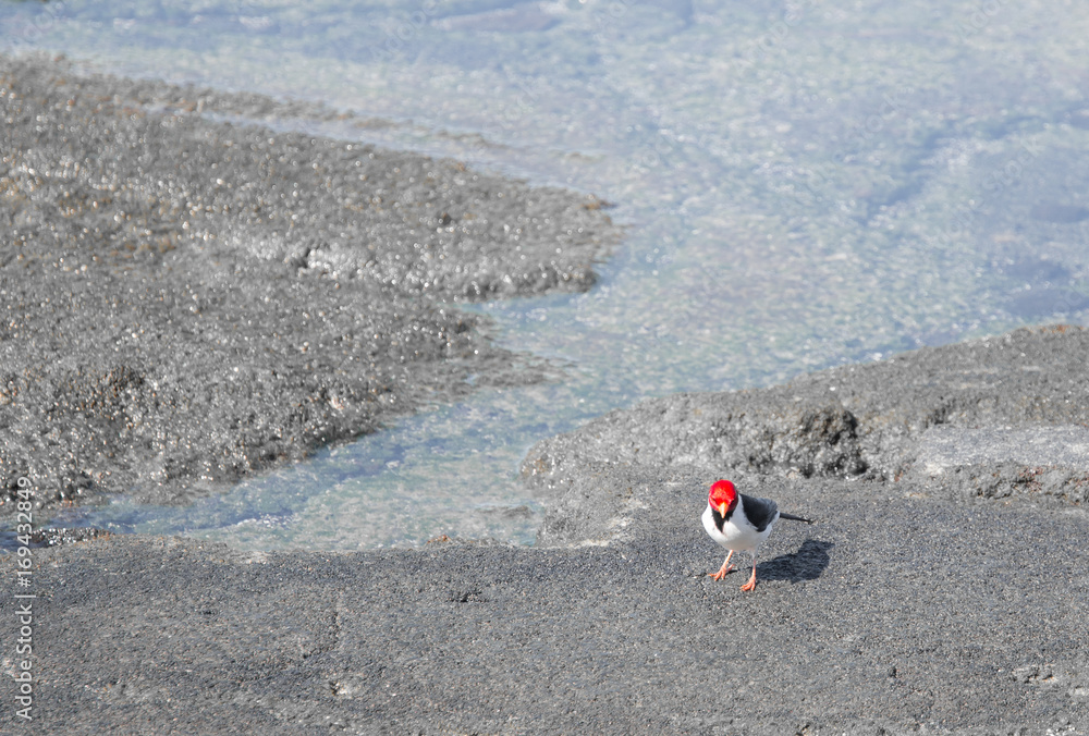 Red bird on beach