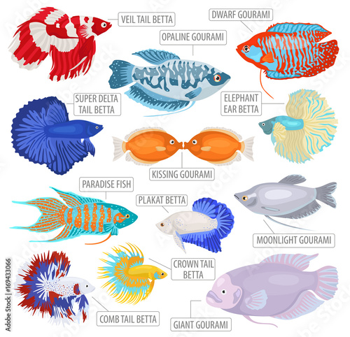 Freshwater aquarium fishes breeds icon set flat style isolated on white. Labyrinth fishes: betta, gourami. Create own infographic about pets