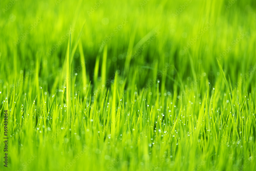 Spring or summer season abstract nature background with grass and drops, selective focus.