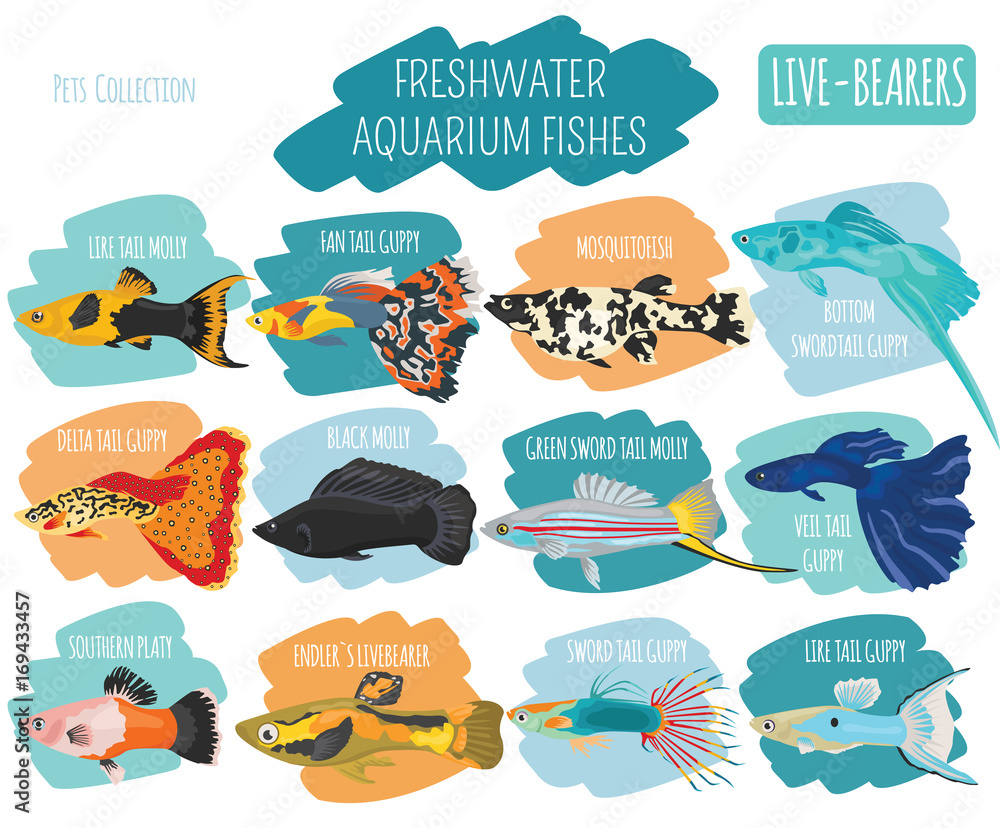 Freshwater fishes breeds icon set flat style isolated on white. Live-bearing aquarium fish. Create own infographic about pets