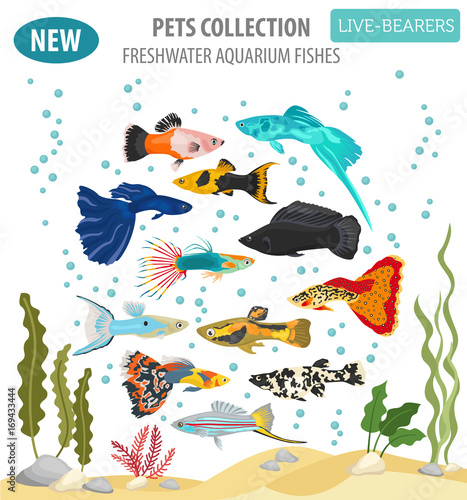 Freshwater fishes breeds icon set flat style isolated on white. Live-bearing aquarium fish. Create own infographic about pets
