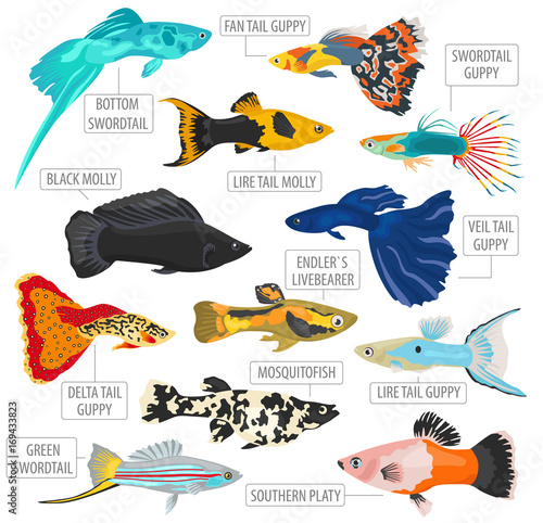 Freshwater fishes breeds icon set flat style isolated on white. Live-bearing aquarium fish. Create own infographic about pets