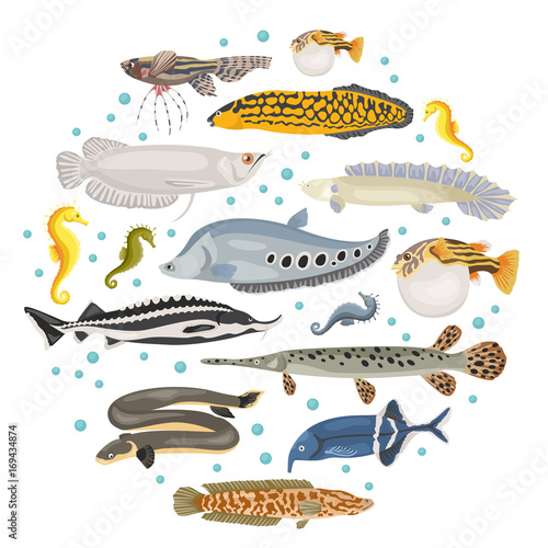Unusual freshwater aquarium fish breeds icon set flat style isolated on white. Create own infographic about pet