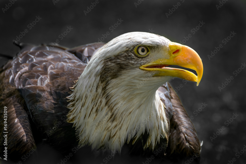 Fototapeta premium Bald eagle close up, bird of prey