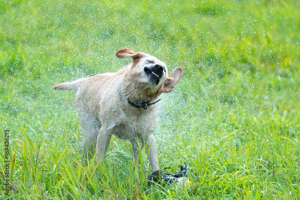Obraz premium wet yellow lab shaking