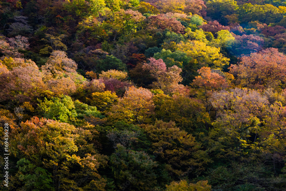 colored mountain trees in autumn, Japan