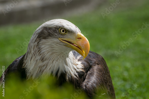 Bald eagle close up  bird of prey