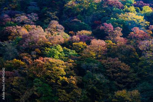 colored mountain trees in autumn, Japan