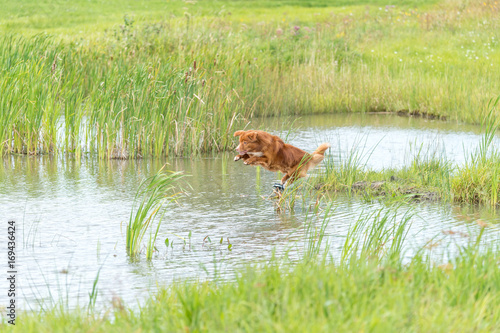 gun dog leaping for mallard