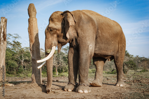 Elephant at the Chitwan National Park, Nepal photo