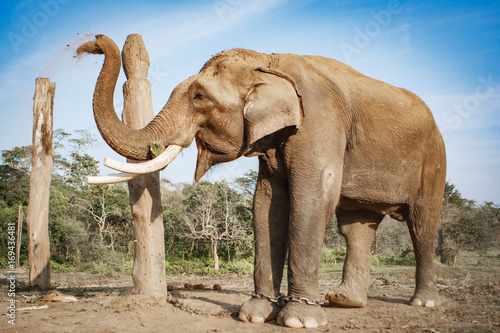 Elephant at the Chitwan National Park  Nepal