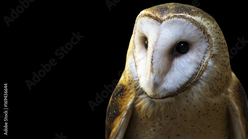 portrait of a barn owl isolated on black