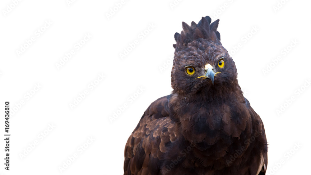 Naklejka premium isolated crested eagle