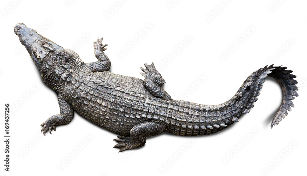 Naklejka premium Krokodyl na białym tle