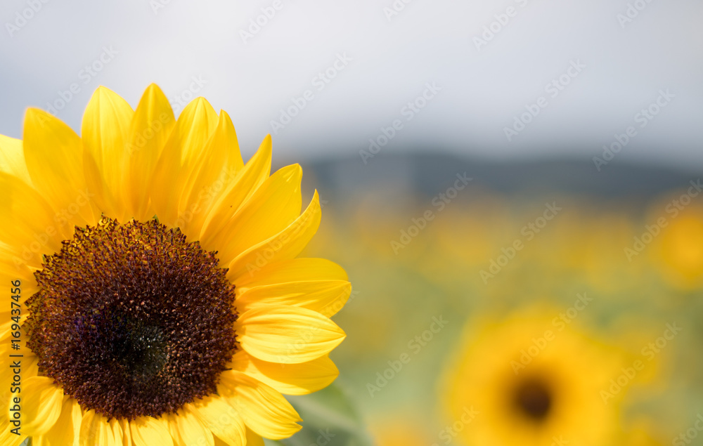 Obraz premium Sonnenblume in Sonnenblumenfeld, Textfreiraum