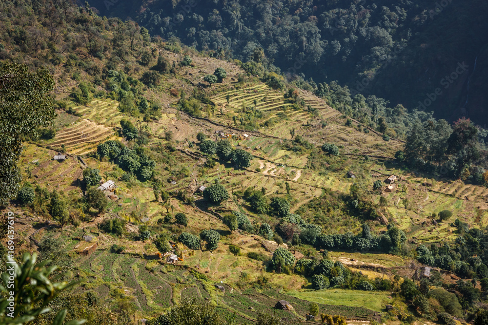 Rice fields on the Annapurna Base Camp Trek, Nepal