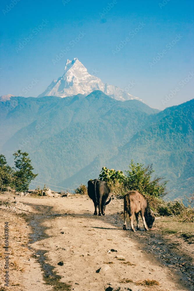 View of the Machapuchare on the Annapurna Base Camp Trek, Nepal