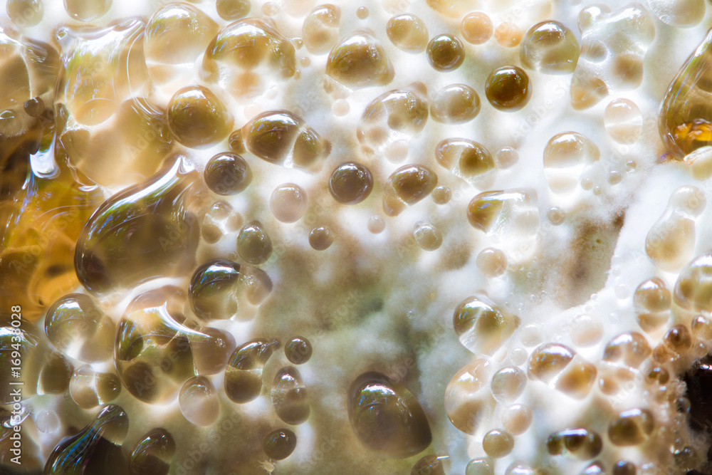 Liquid emerges from the pores of a tree fungus Liquid emerges from the pores of a tree fungus