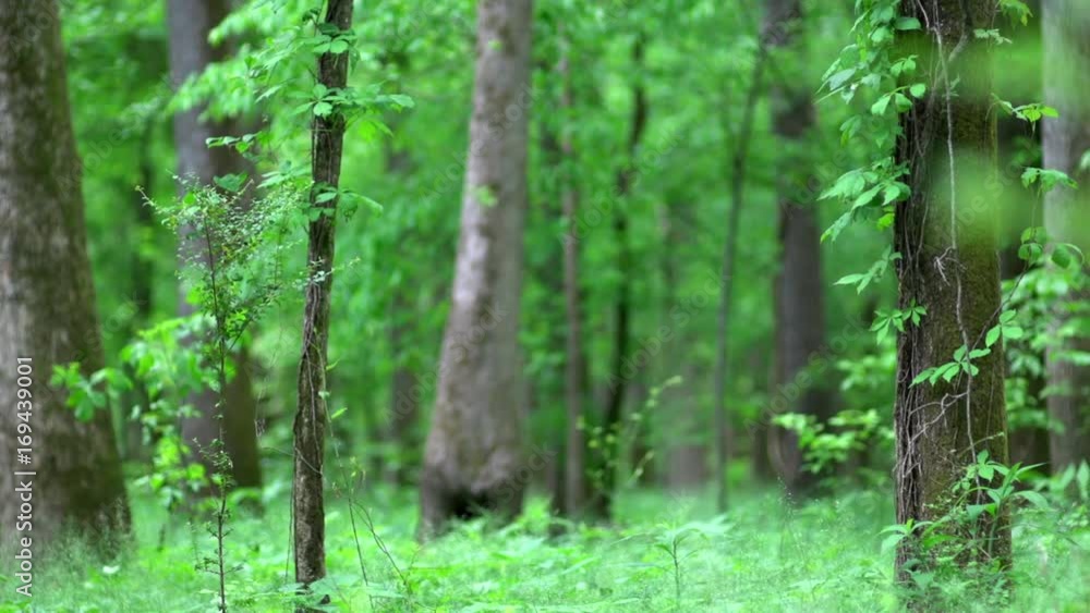 lush, green forest in Spring lush, green forest in Spring